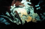 Deep Sea Vents Animals Pictures