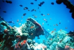 Deep Sea Vents Photo
