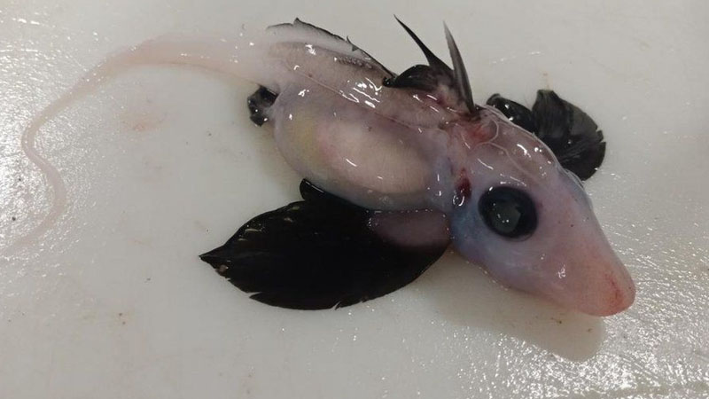  New Zealand Scientists Discovered Rare Baby Ghost Shark