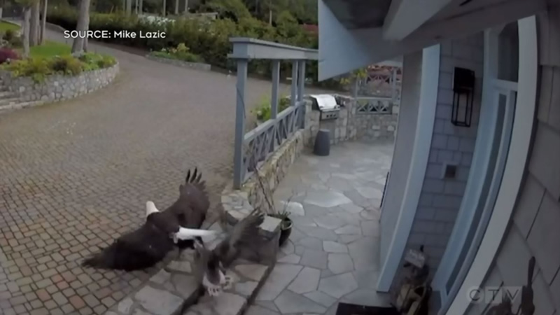 Nursing Mother Rescues Goose from Eagle Attack