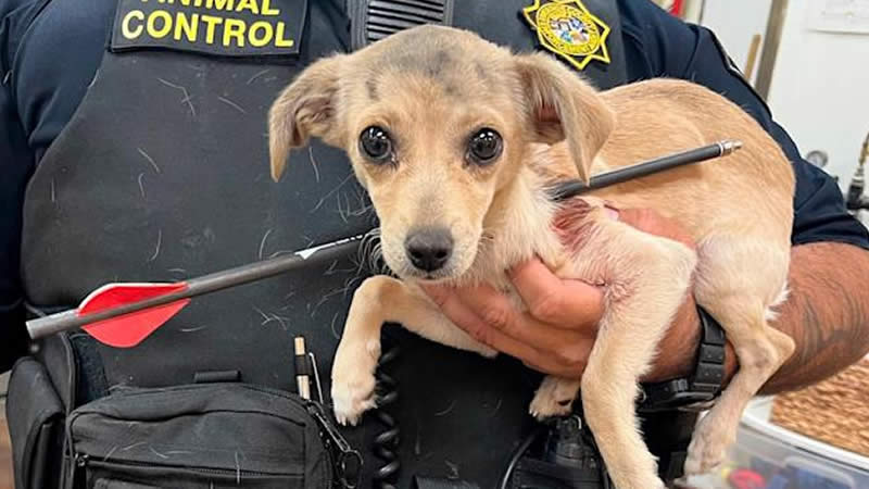 Puppy found Desert with arrow through neck