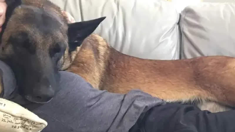  ‘My dog is my hero.’ California woman says her dog saved her from attacking a mountain lion