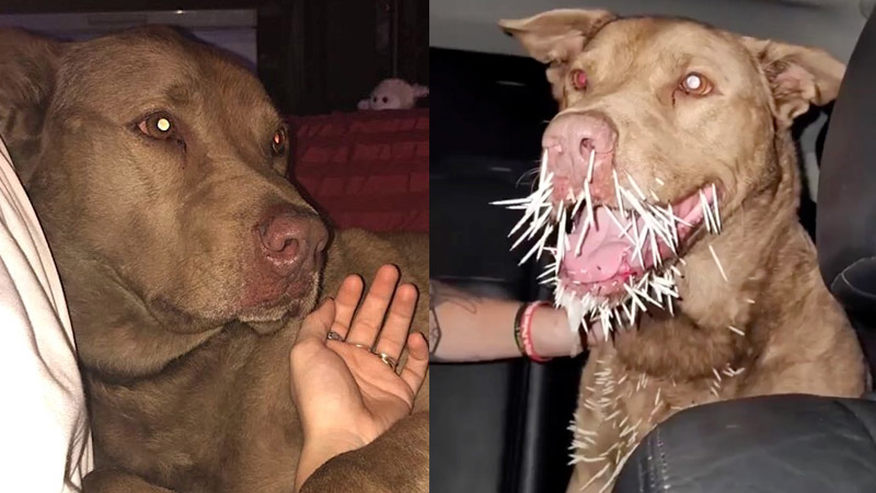  Beloved family dog dies after fight with a porcupine in the backyard of New Jersey home: “He was trying to get them off his face”