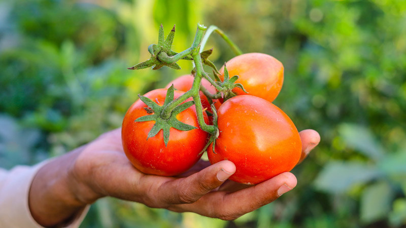  Avoid Refrigerating Green Tomatoes: Expert Tips for Optimal Tomato Storage