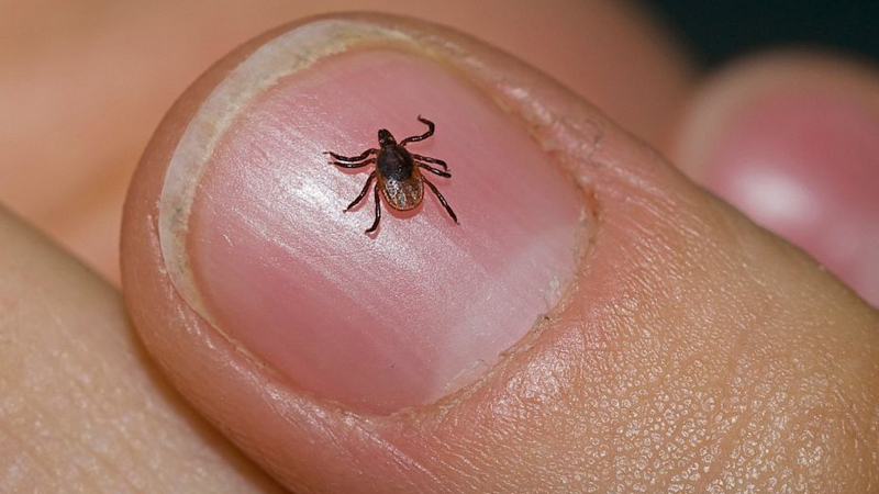  A Rising Threat: Lyme Disease Cases Surge in the U.S. as Tick Populations Expand