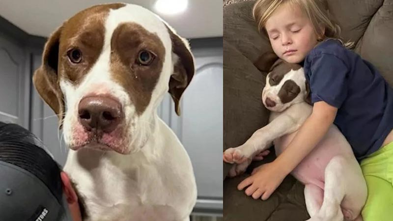  Cobb County Police Shoot ‘Sweetest Dog Ever’ After ‘Bogus’ Noise Complaint, Says Grieving Family